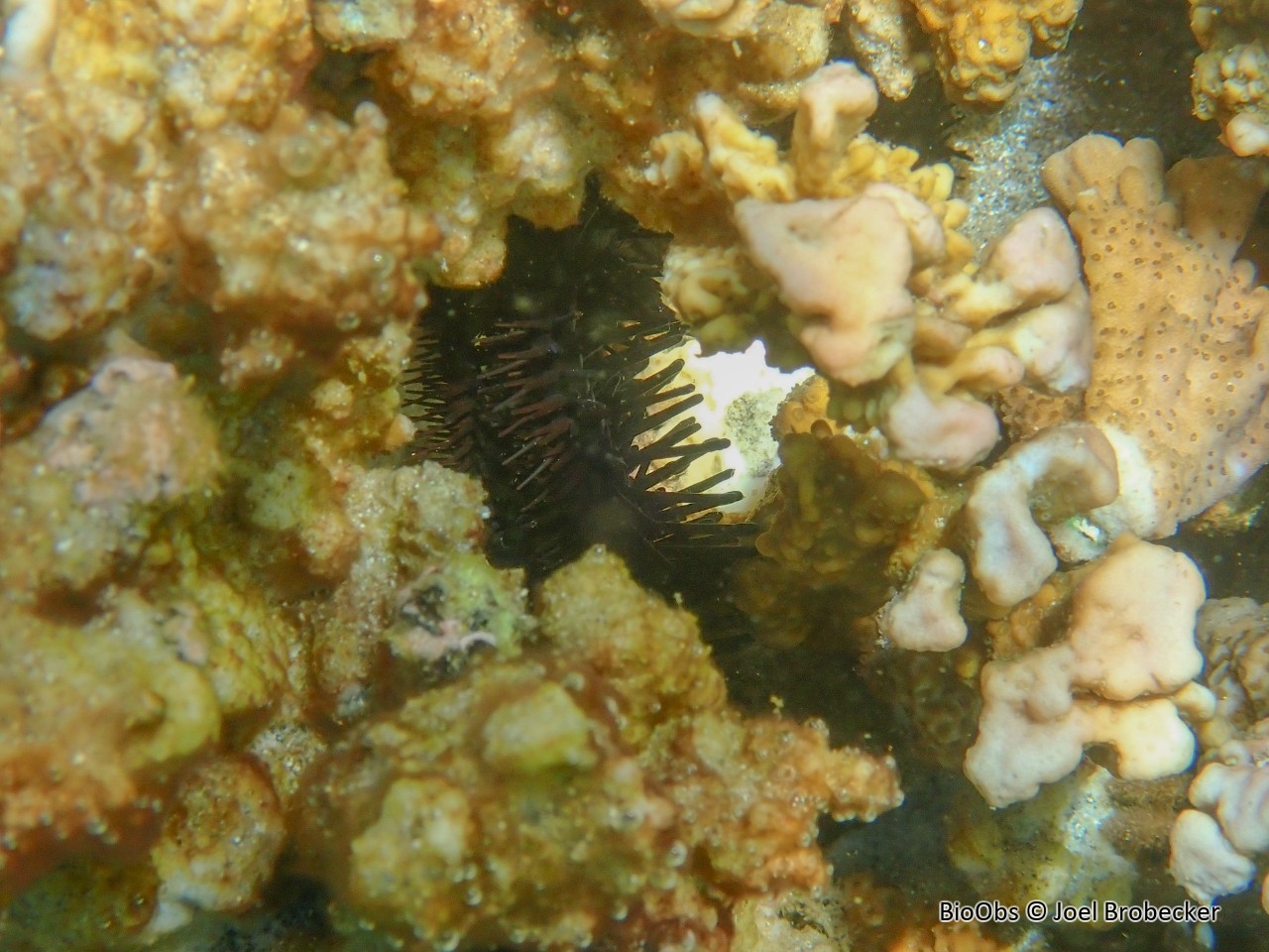 Ophiure Ophiocoma de l'Indo-Pacifique - Ophiocoma sp - Joel Brobecker - BioObs