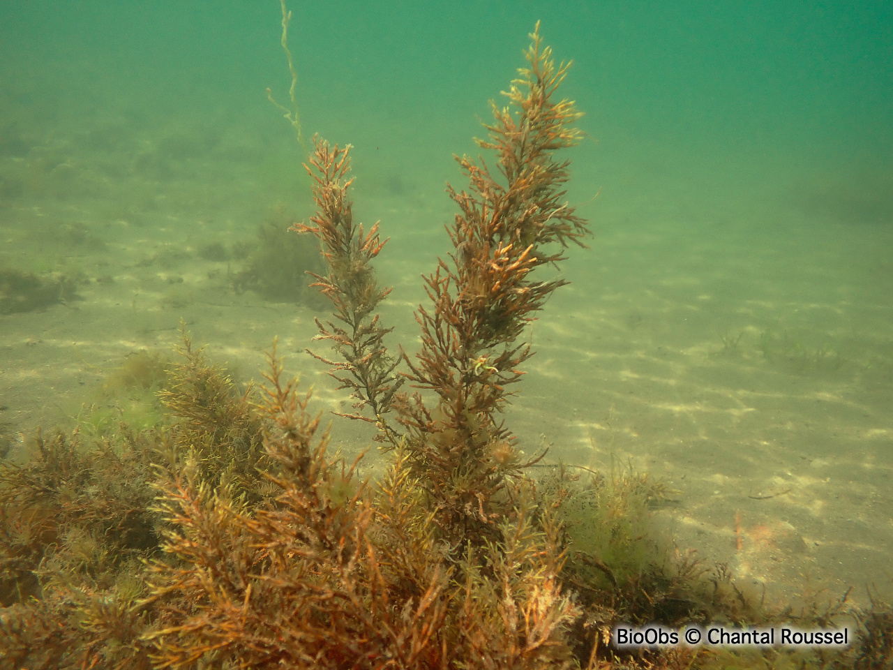 Cystoseire dorée - Gongolaria barbata - Chantal Roussel - BioObs