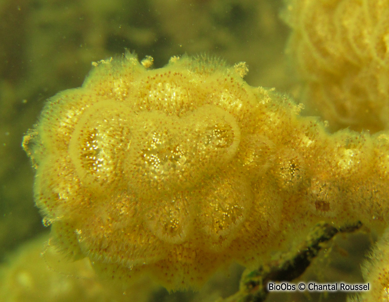 Bryozoaire flottant - Pectinatella magnifica - Chantal Roussel - BioObs