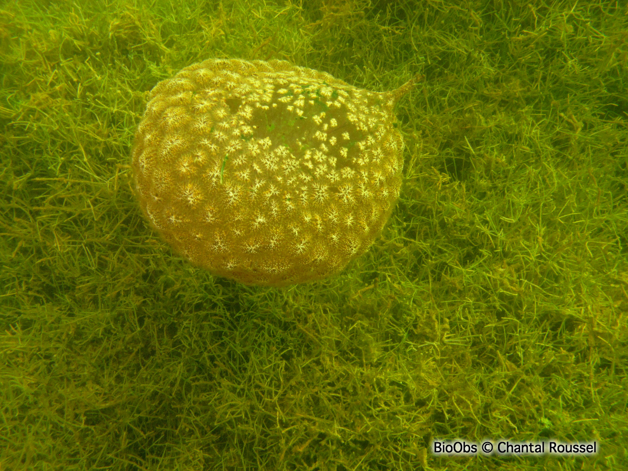 Bryozoaire flottant - Pectinatella magnifica - Chantal Roussel - BioObs