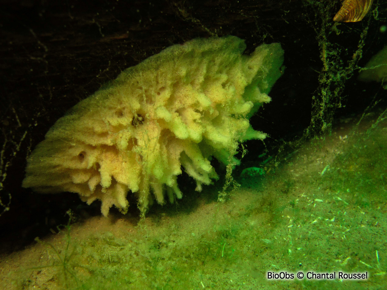 Eponge d'eau douce - Spongilla lacustris - Chantal Roussel - BioObs