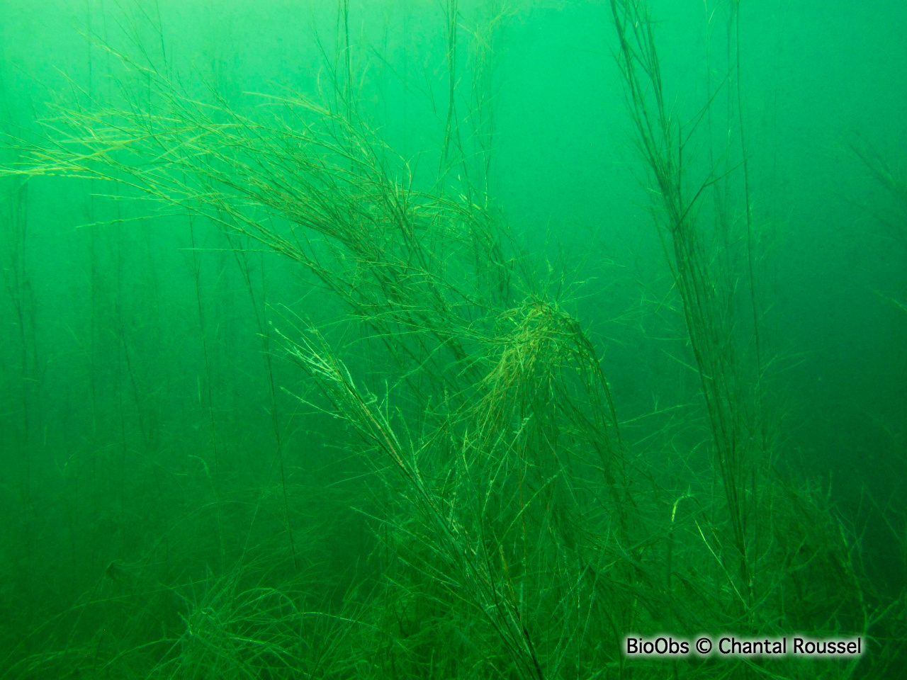 Potamot pectiné - Stuckenia pectinata - Chantal Roussel - BioObs