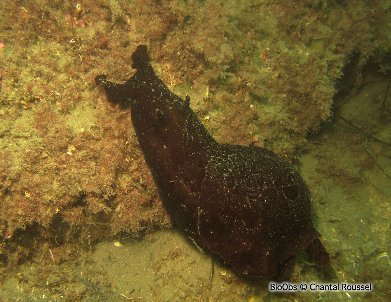 Lièvre de mer, aplysie fasciée - Aplysia fasciata - Chantal Roussel - BioObs