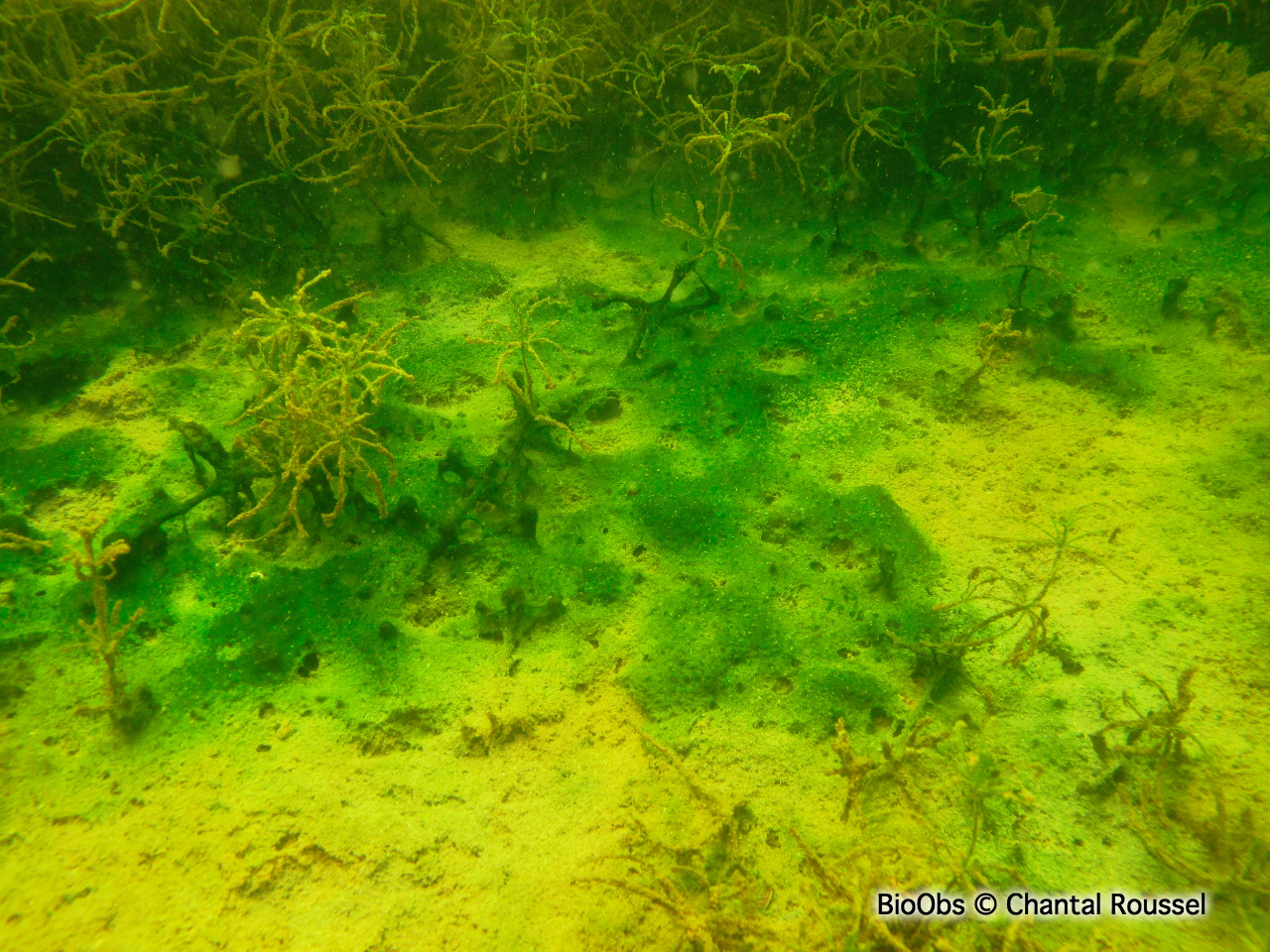 Cyanobactérie de Martens - Lyngbya martensiana - Chantal Roussel - BioObs