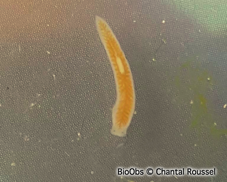 Planaire lactée - Dendrocoelum lacteum - Chantal Roussel - BioObs