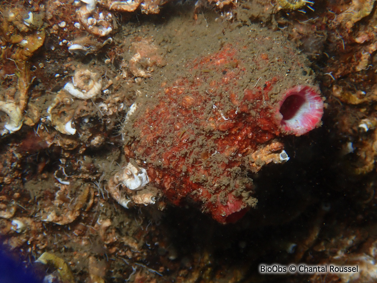 Violet à bouche rose - Pyura dura - Chantal Roussel - BioObs