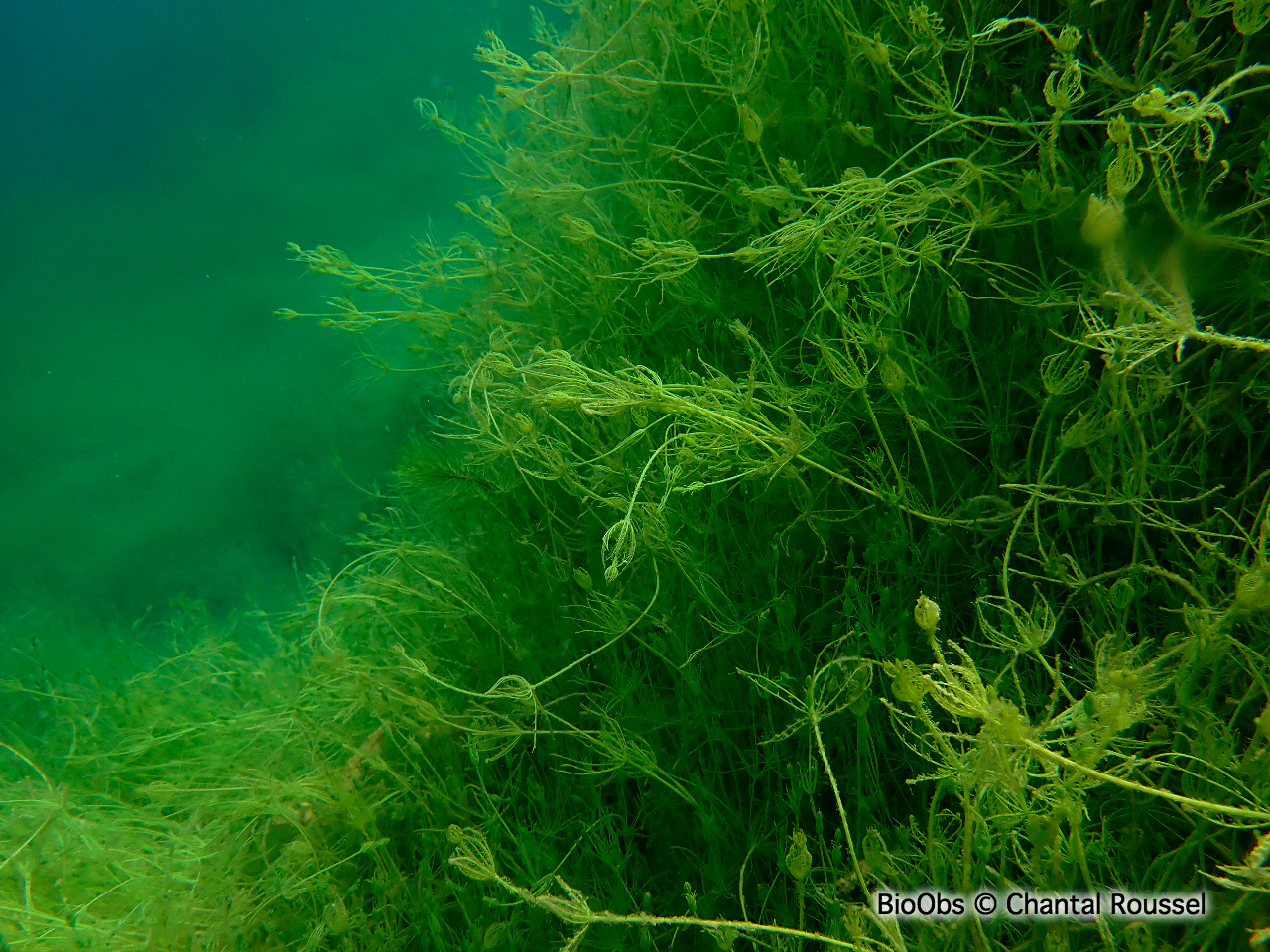 Characées - Characeae sp. - Chantal Roussel - BioObs
