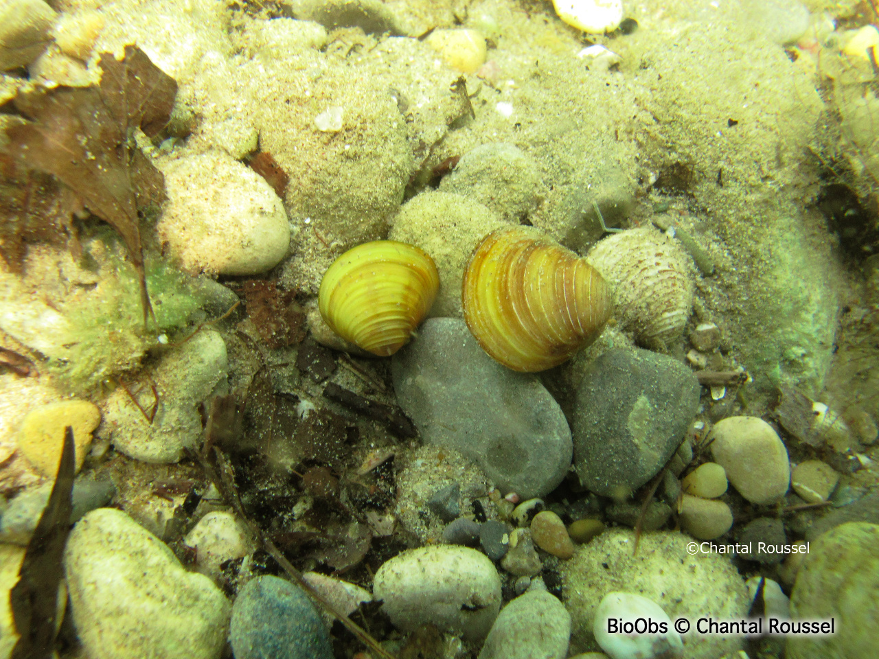 Corbicule asiatique - Corbicula fluminea - Chantal Roussel - BioObs
