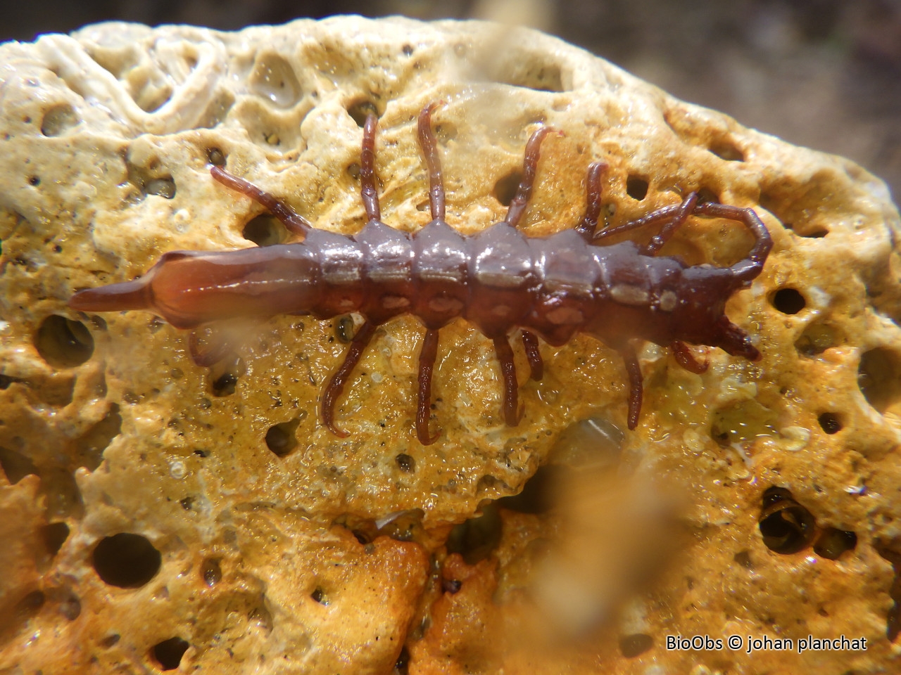Sténosome Porte-Lance - Stenosoma lancifer - johan planchat - BioObs