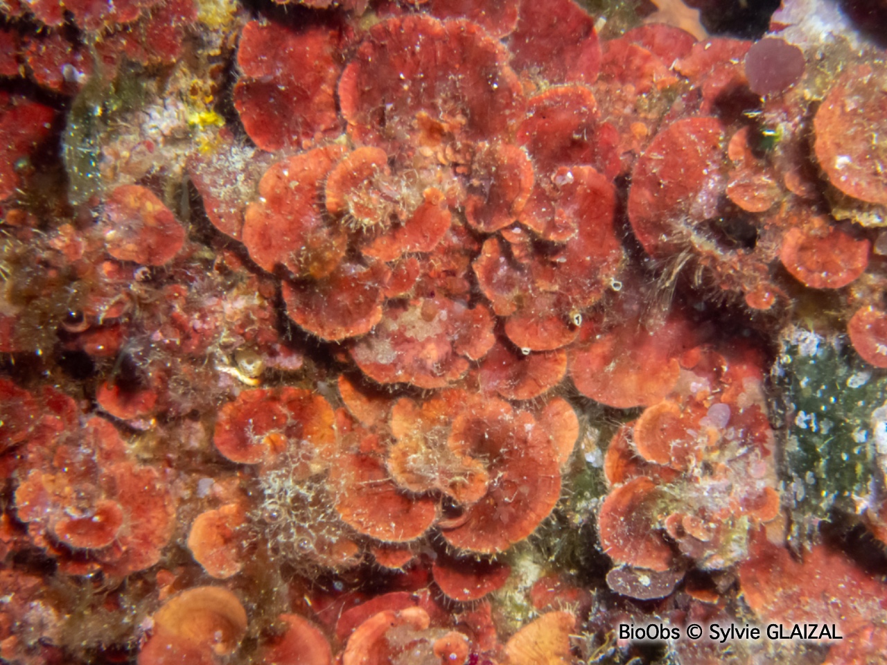 Peyssonnele écailleuse - Peyssonnelia squamaria - Sylvie GLAIZAL - BioObs