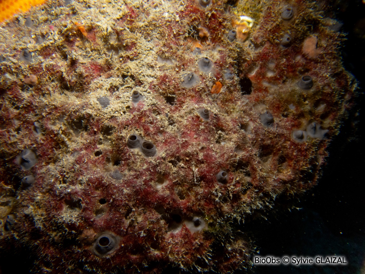 Eponge fétide - Sarcotragus foetidus - Sylvie GLAIZAL - BioObs