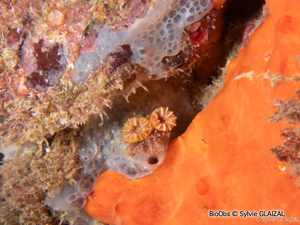 Madrépore oeillet - Caryophyllia inornata - Sylvie GLAIZAL - BioObs