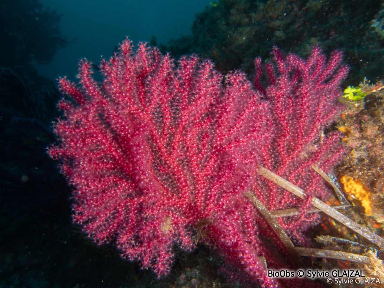 Gorgone pourpre - Paramuricea clavata - Sylvie GLAIZAL - BioObs