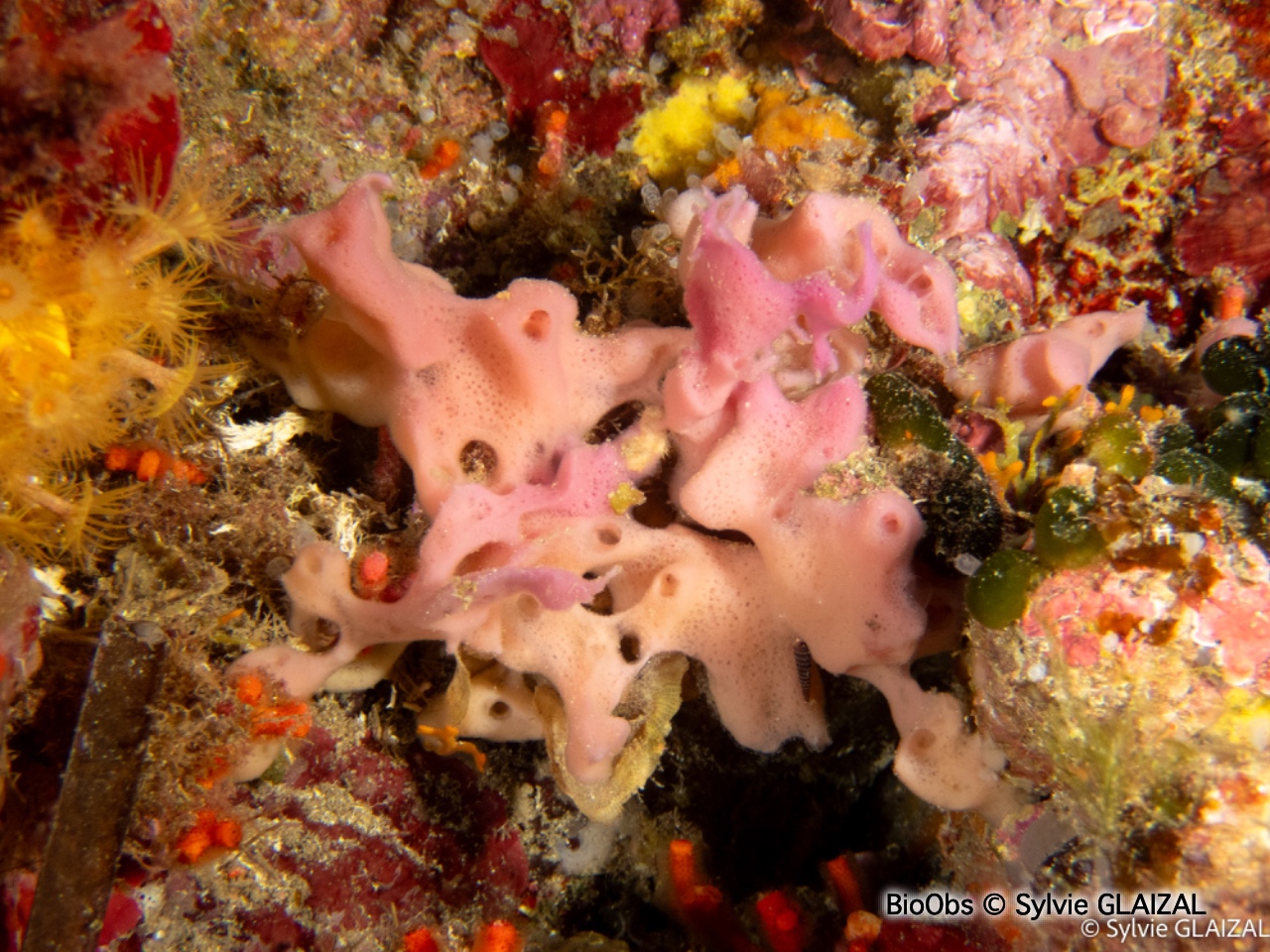 Chaline à cheminées roses - Haliclona (Rhizoniera) viscosa - Sylvie GLAIZAL - BioObs
