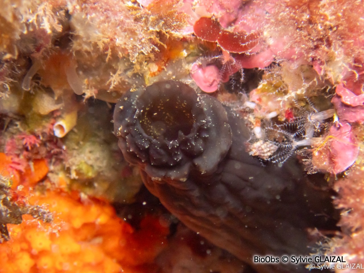 Ascidie noire - Phallusia fumigata - Sylvie GLAIZAL - BioObs