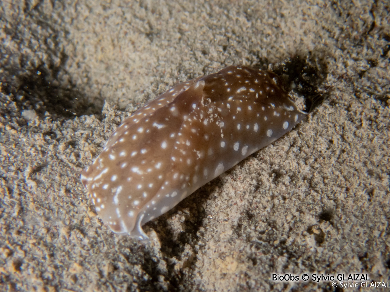 Aglaja ponctuée - Aglaja tricolorata - Sylvie GLAIZAL - BioObs