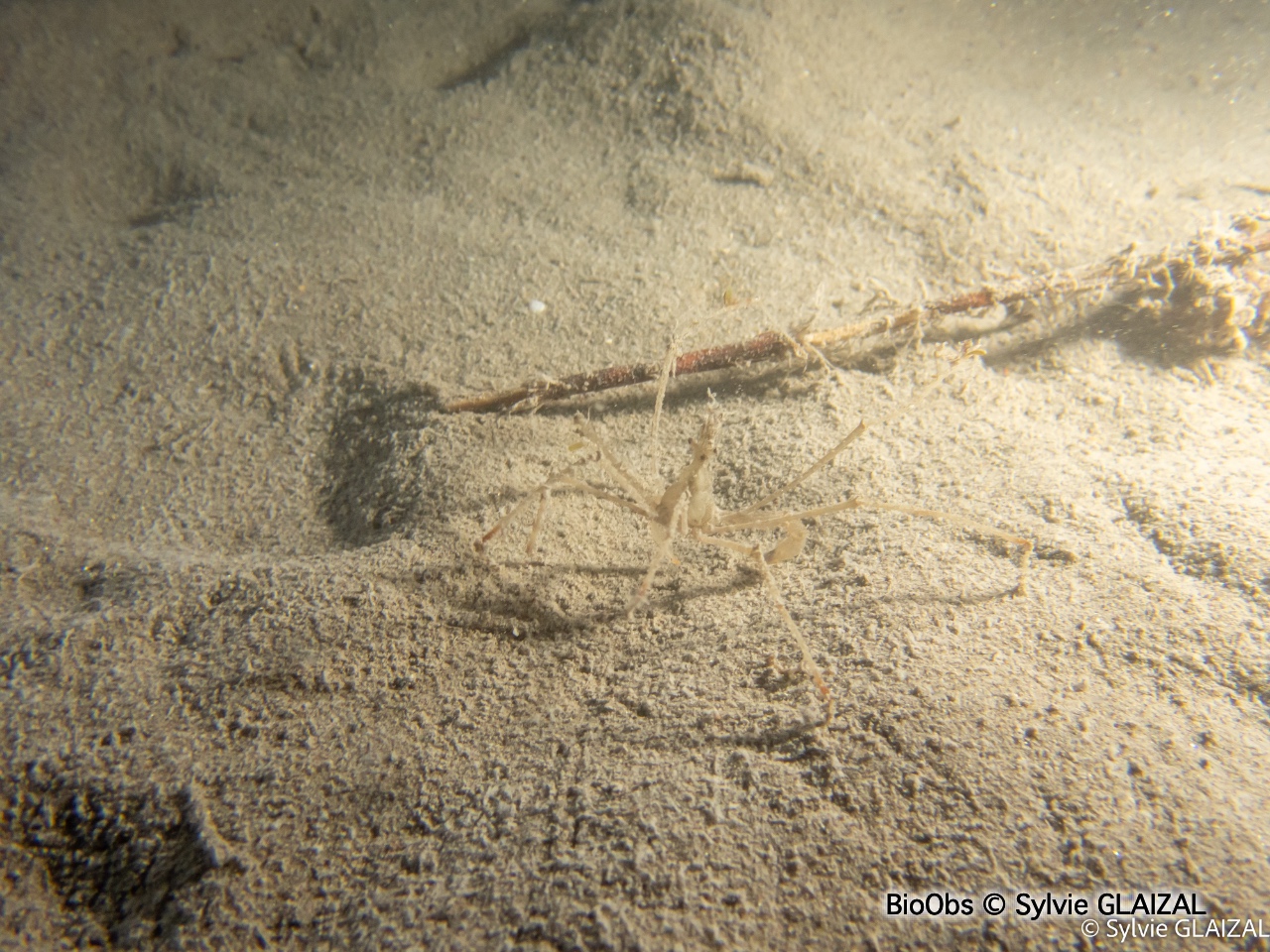 Araignée macropode (genre) - Macropodia - Sylvie GLAIZAL - BioObs