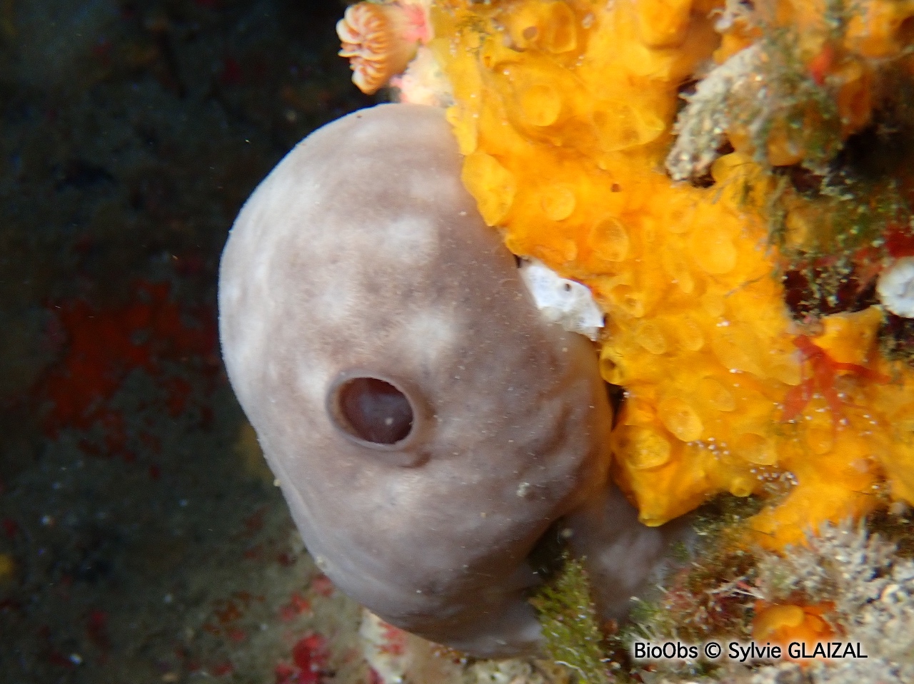 Eponge jaune à cratères - Crella (Grayella) pulvinar - Sylvie GLAIZAL - BioObs