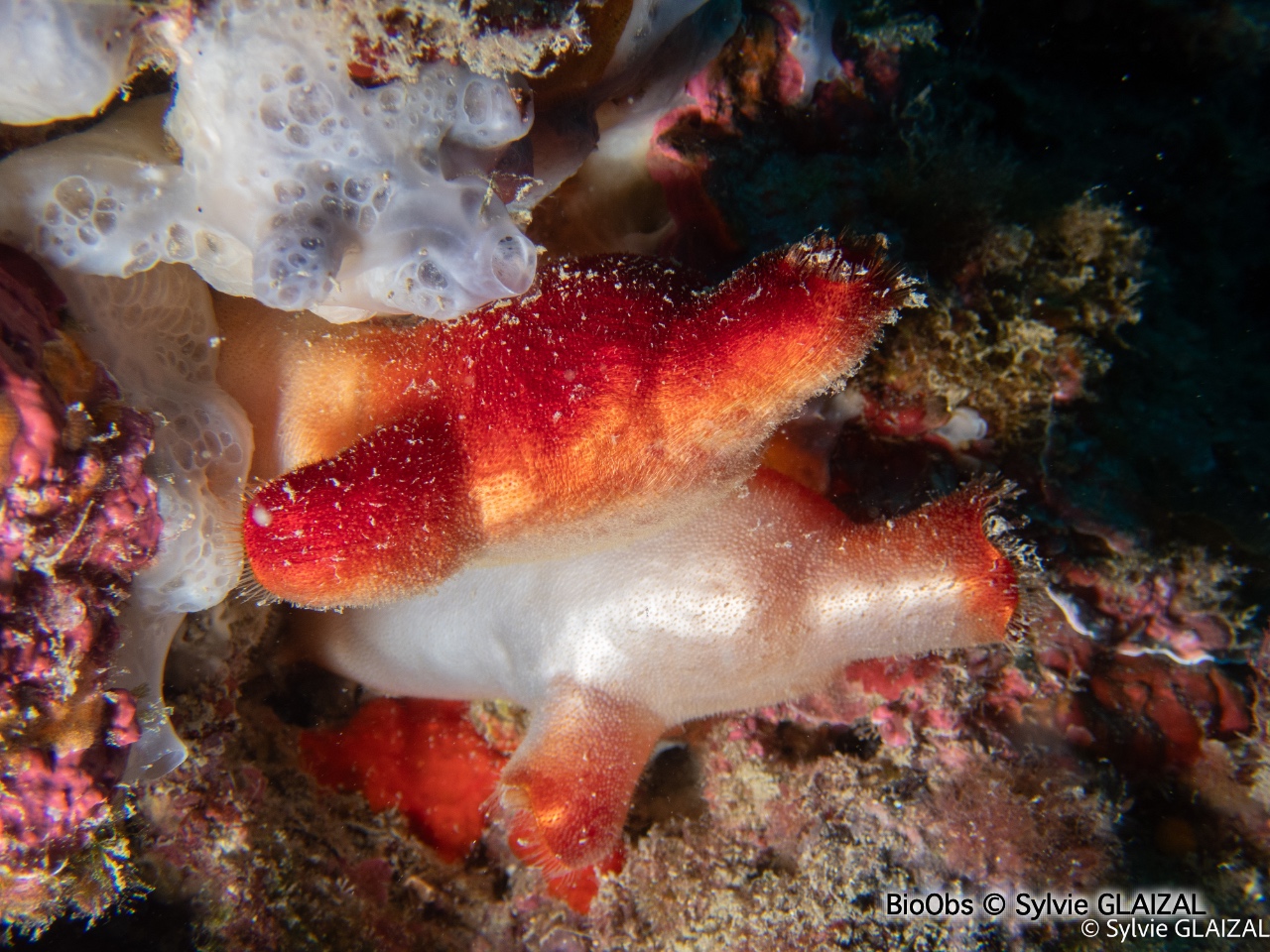 Ascidie rouge - Halocynthia papillosa - Sylvie GLAIZAL - BioObs