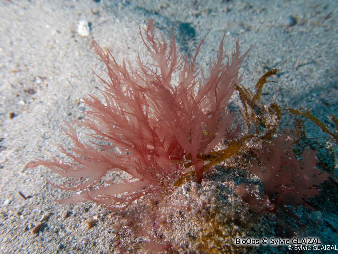 Halymène pourpre - Halymenia floresii - Sylvie GLAIZAL - BioObs