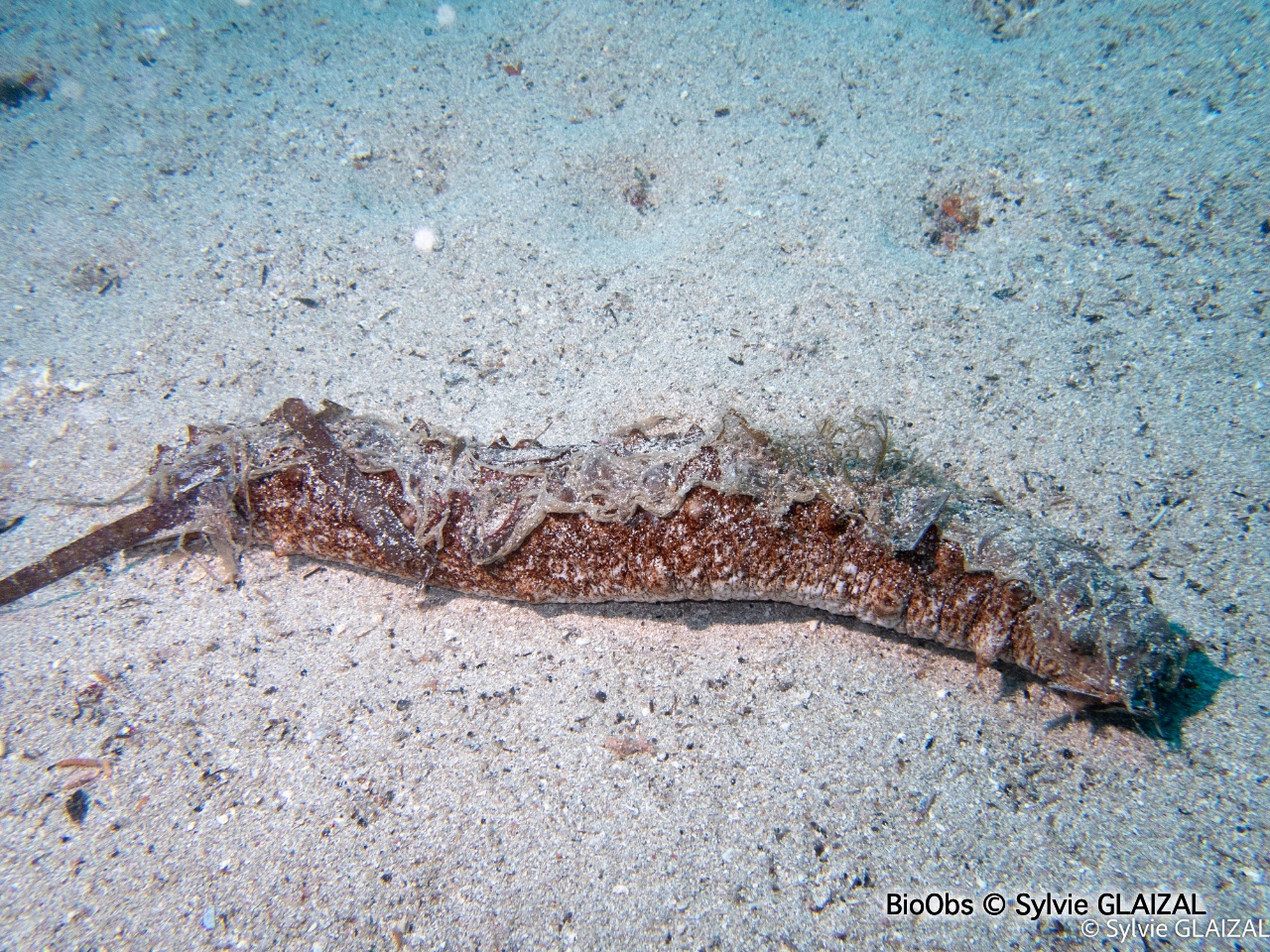 Concombre de mer ensablé - Holothuria (Roweothuria) poli - Sylvie GLAIZAL - BioObs
