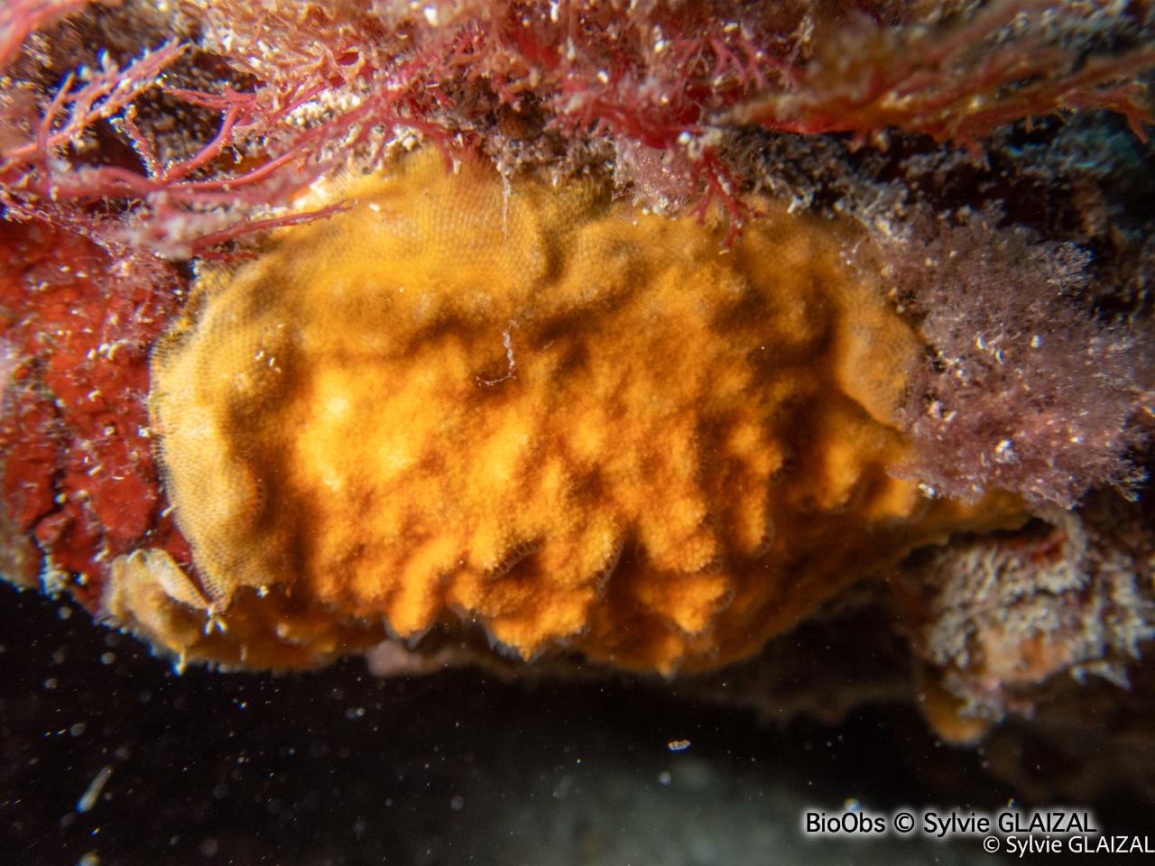 Schizomavelle mamillé - Schizomavella (Schizomavella) mamillata - Sylvie GLAIZAL - BioObs