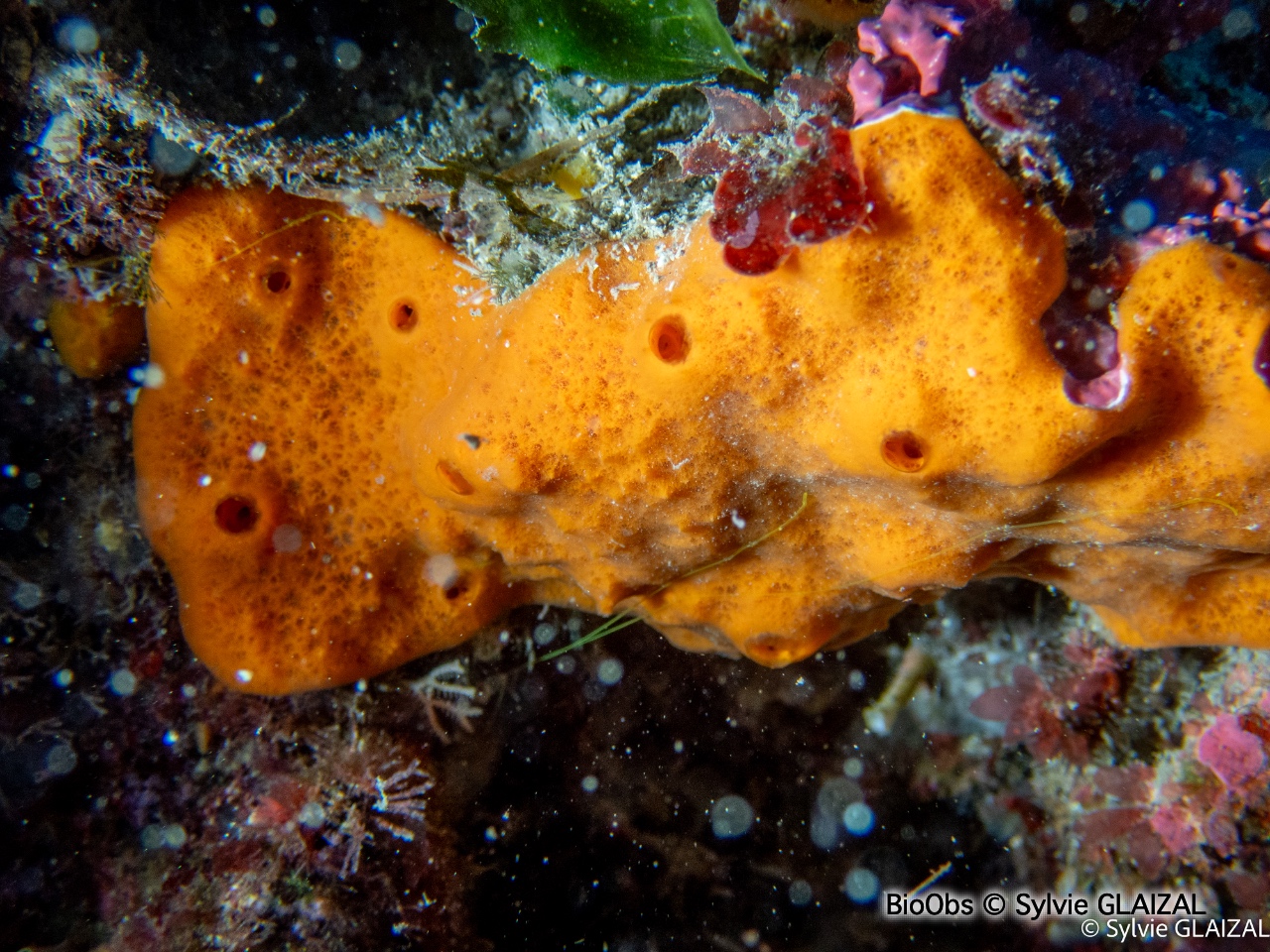 Haliclone orange - Haliclona (Halichoclona) fulva - Sylvie GLAIZAL - BioObs