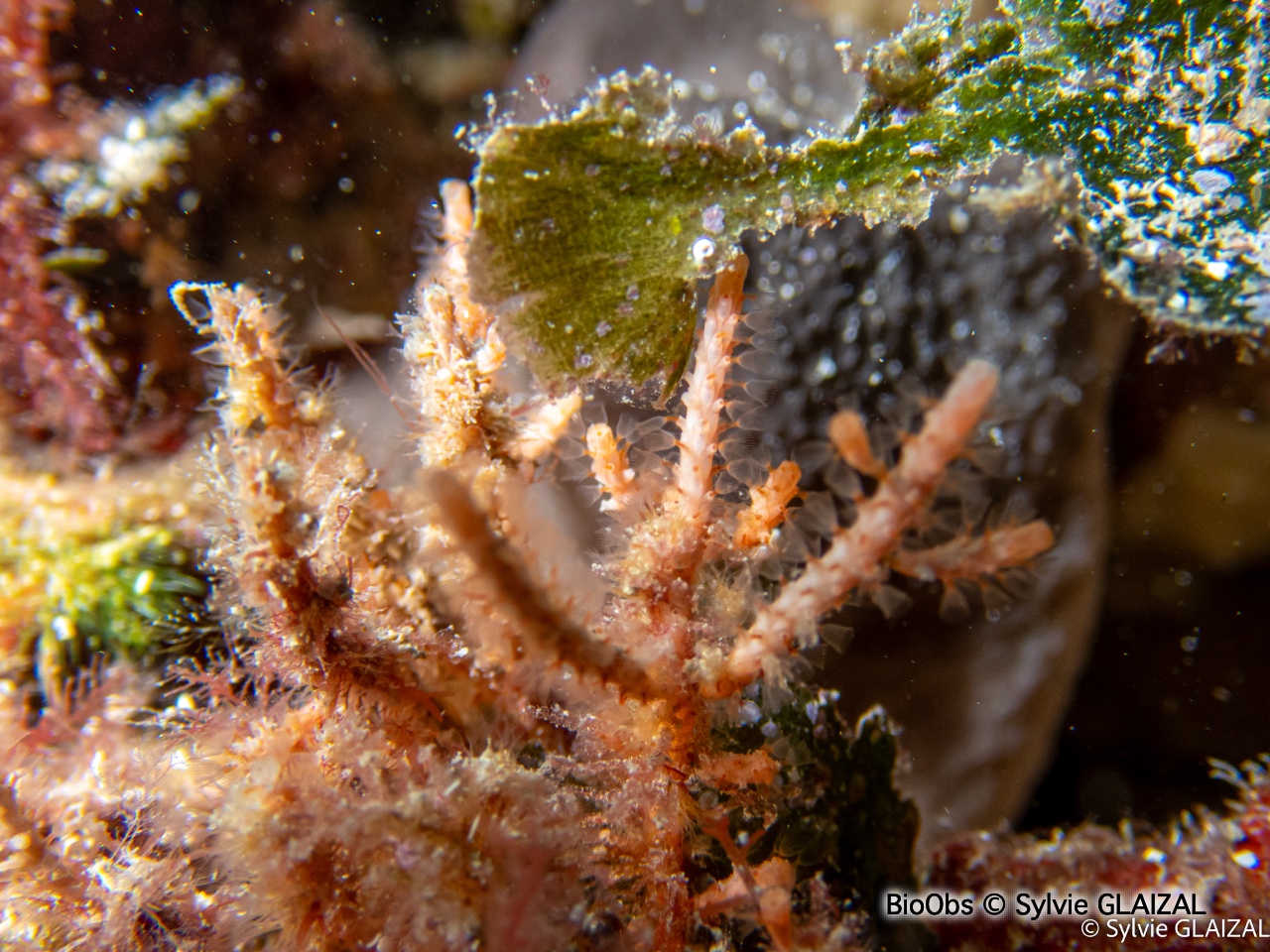 Bryozoaire cactus-cierge - Margaretta cereoides - Sylvie GLAIZAL - BioObs