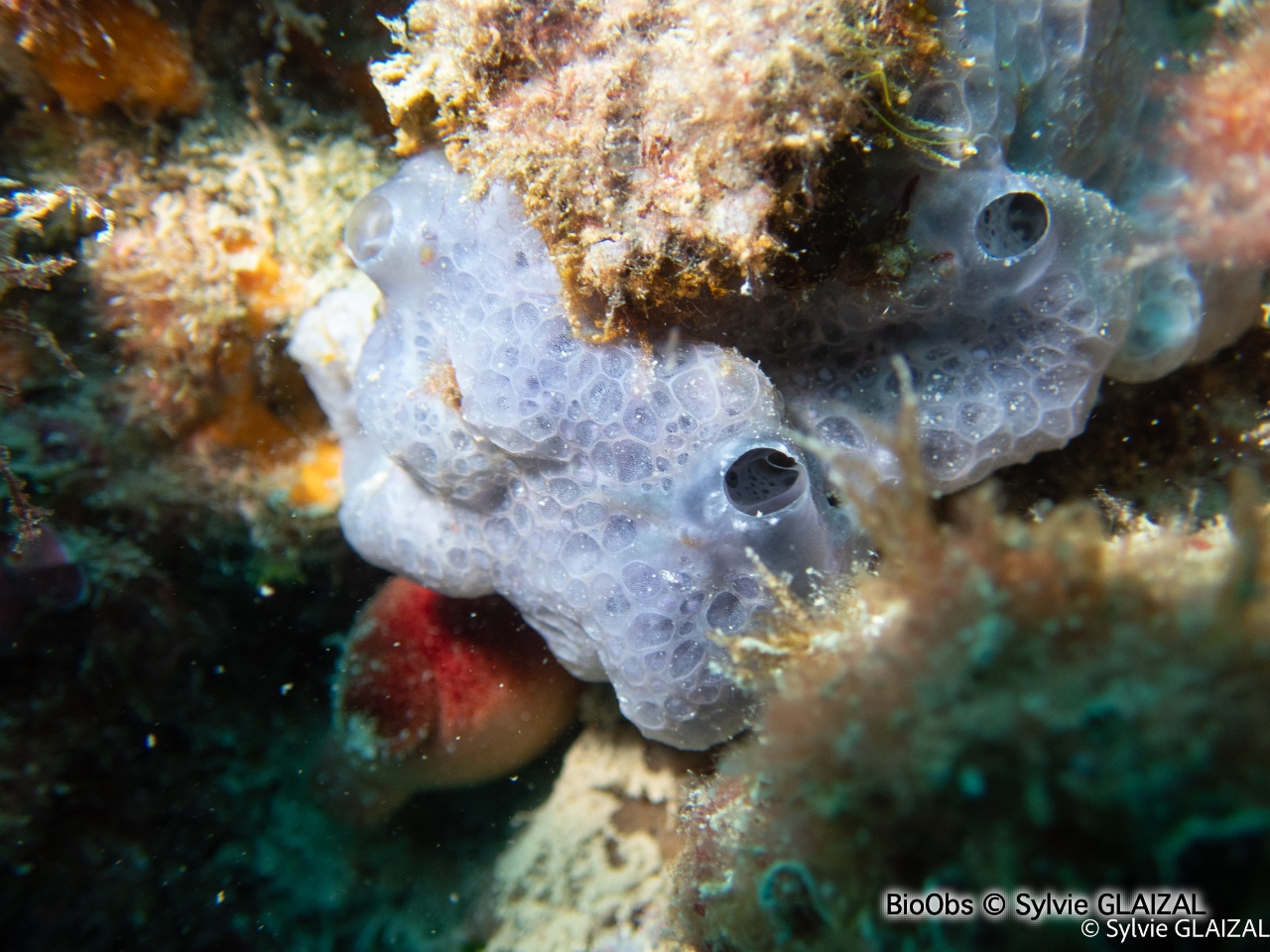 Eponge encroutante bleuatre - Phorbas tenacior - Sylvie GLAIZAL - BioObs