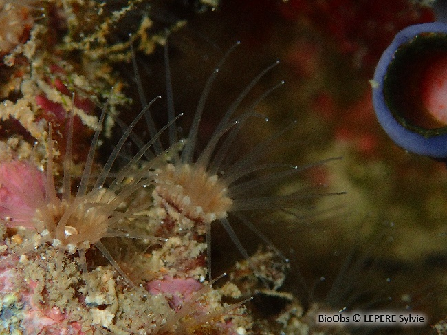 Anémone encroûtante beige - Epizoanthus arenaceus - LEPERE Sylvie - BioObs