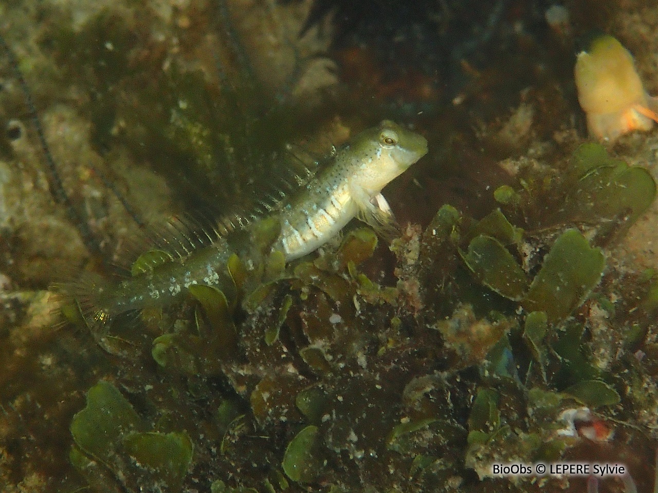 Blennie dalmate - Microlipophrys dalmatinus - LEPERE Sylvie - BioObs