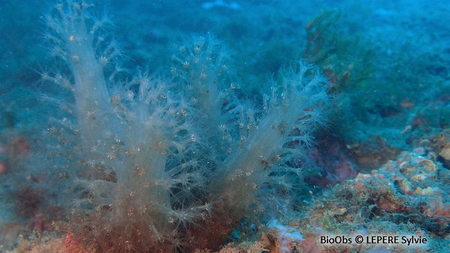 Alcyon translucide - Paralcyonium spinulosum - LEPERE Sylvie - BioObs