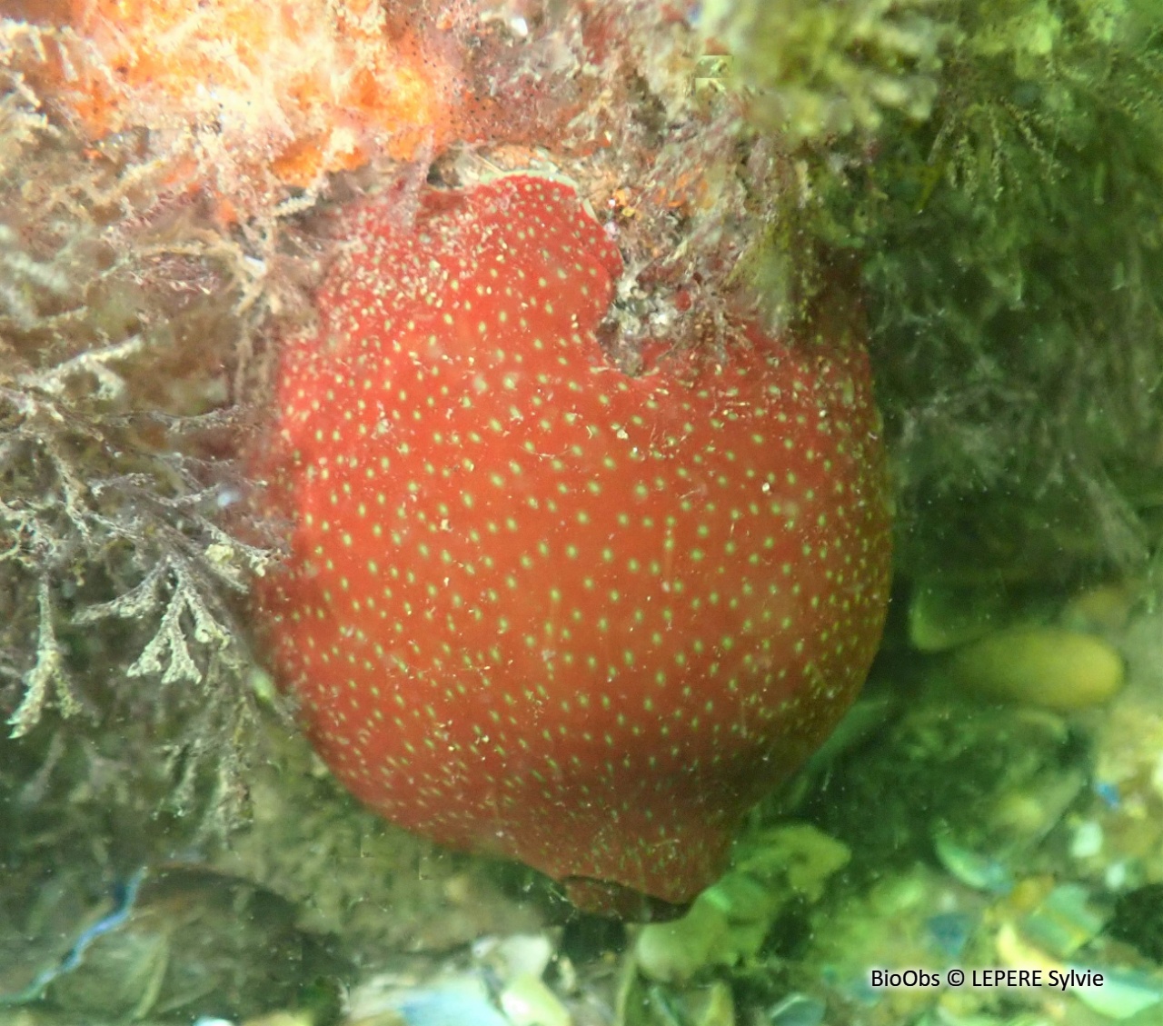 Anémone fraise - Actinia fragacea - LEPERE Sylvie - BioObs