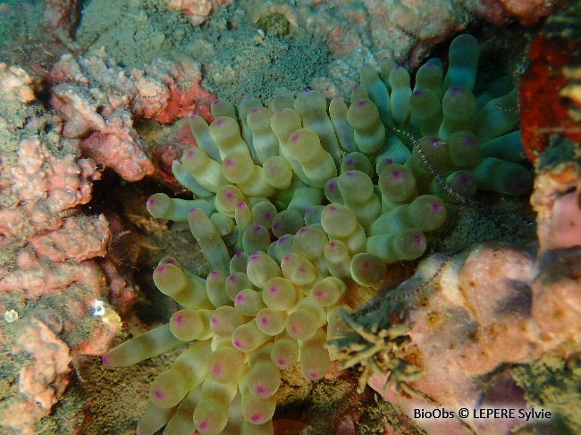 Anémone charnue - Cribrinopsis crassa - LEPERE Sylvie - BioObs