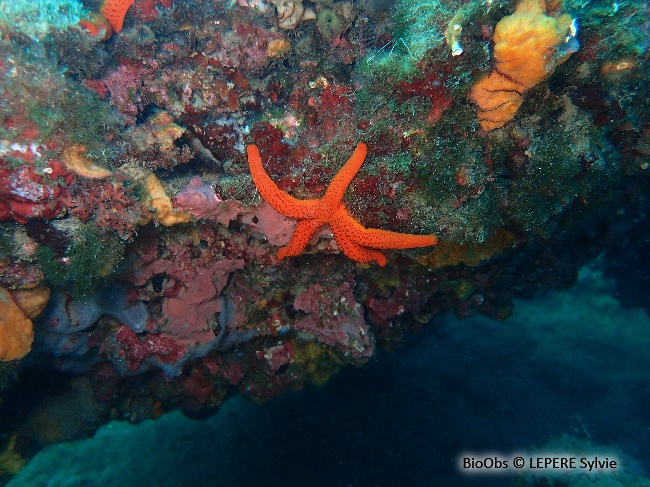 Etoile de mer rouge - Echinaster (Echinaster) sepositus - LEPERE Sylvie - BioObs