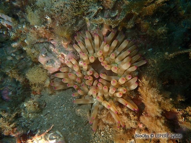 Anémone charnue - Cribrinopsis crassa - LEPERE Sylvie - BioObs