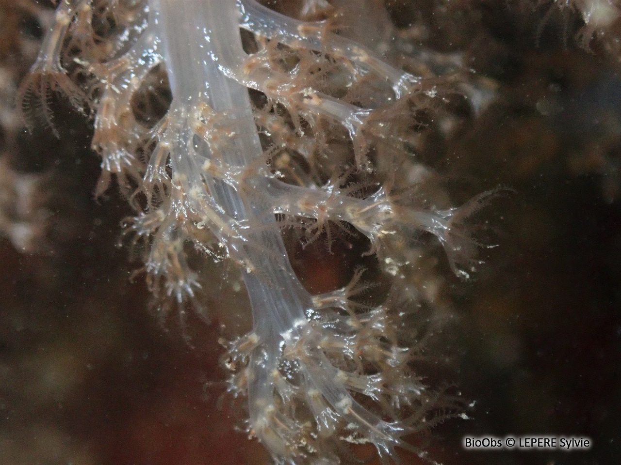 Alcyon translucide - Paralcyonium spinulosum - LEPERE Sylvie - BioObs