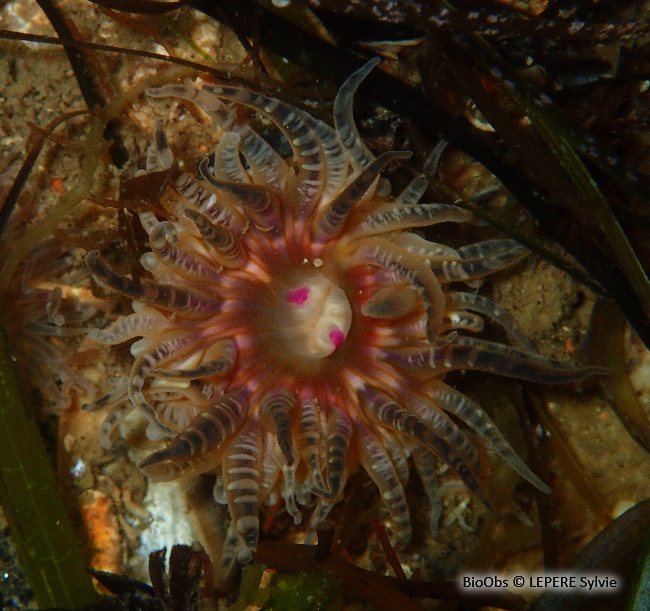 Anémone gemme - Aulactinia verrucosa - LEPERE Sylvie - BioObs