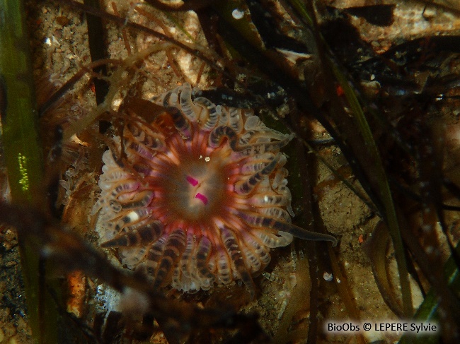 Anémone gemme - Aulactinia verrucosa - LEPERE Sylvie - BioObs