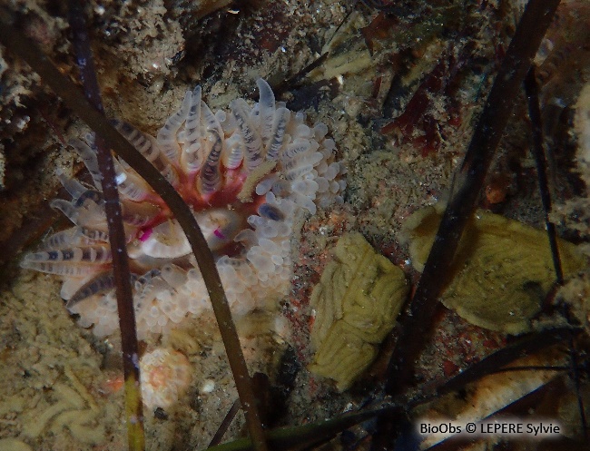 Anémone gemme - Aulactinia verrucosa - LEPERE Sylvie - BioObs