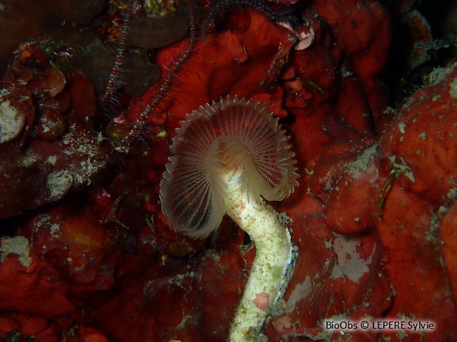 Protule lisse - Protula tubularia - LEPERE Sylvie - BioObs