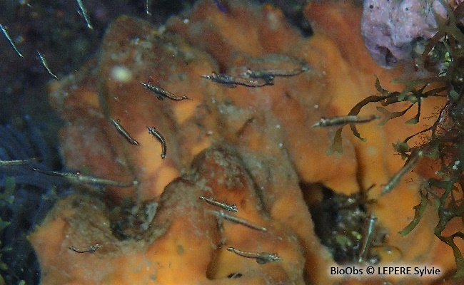Crevette pélagique - Leptomysis mediterranea - LEPERE Sylvie - BioObs