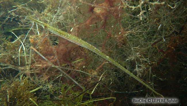 Syngnathe nageur de lagune - Syngnathus sp. - LEPERE Sylvie - BioObs