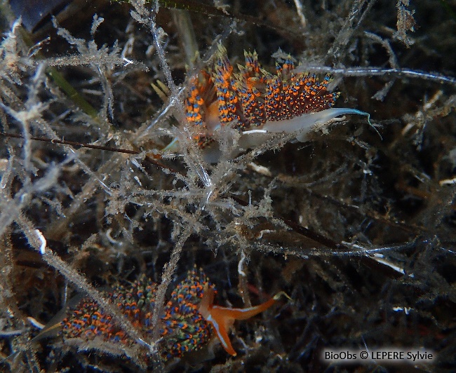 Godive quatre couleurs - Godiva quadricolor - LEPERE Sylvie - BioObs