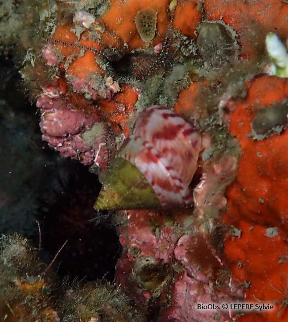 Troque jujube - Calliostoma zizyphinum - LEPERE Sylvie - BioObs