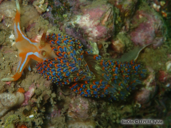 Godive quatre couleurs - Godiva quadricolor - LEPERE Sylvie - BioObs