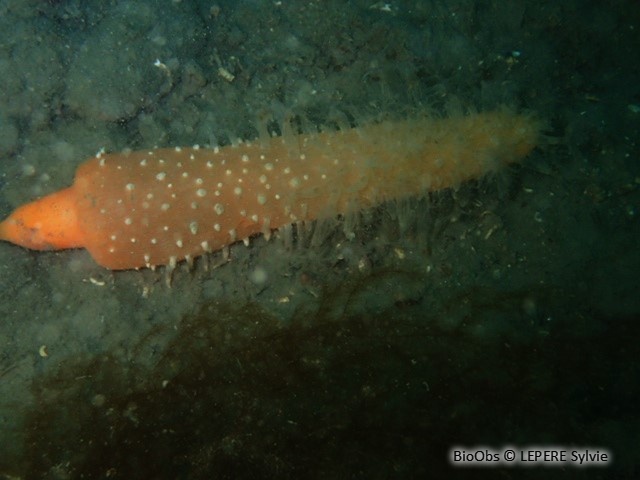 Vérétille - Veretillum cynomorium - LEPERE Sylvie - BioObs