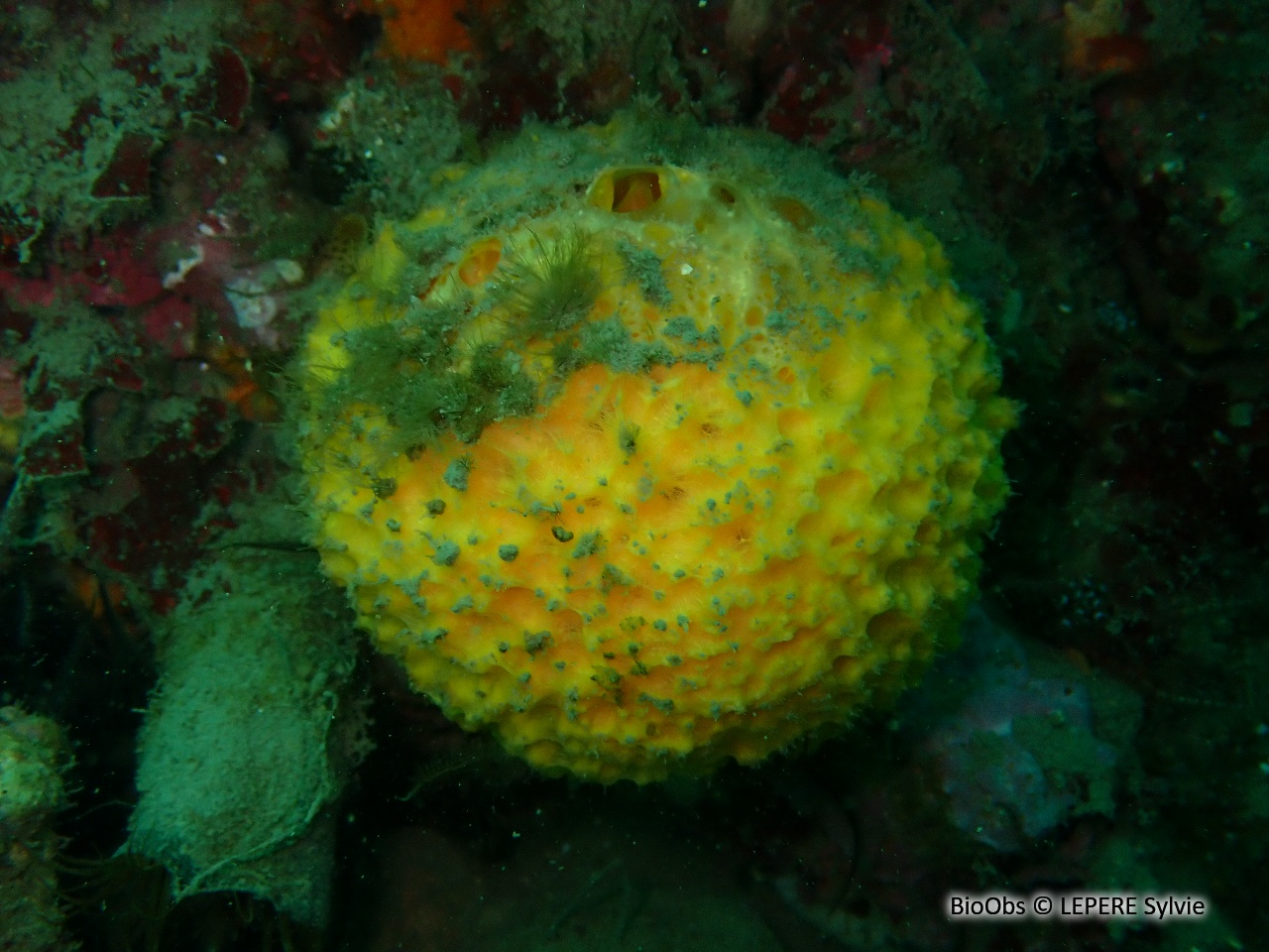 Orange de mer de Méditerranée - Tethya aurantium - LEPERE Sylvie - BioObs