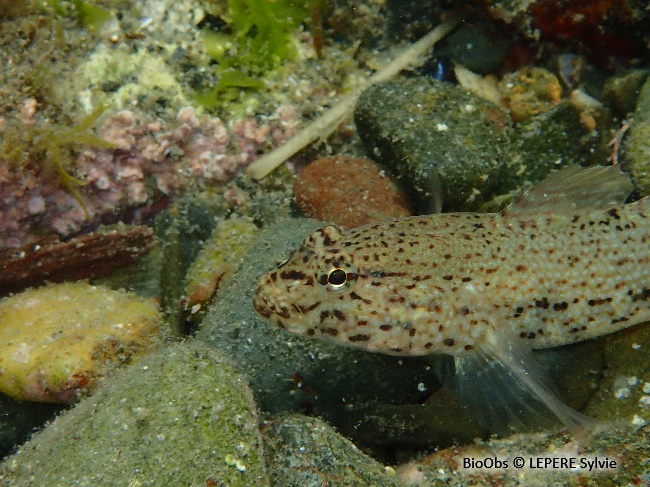 Gobie moucheté - Gobius incognitus - LEPERE Sylvie - BioObs