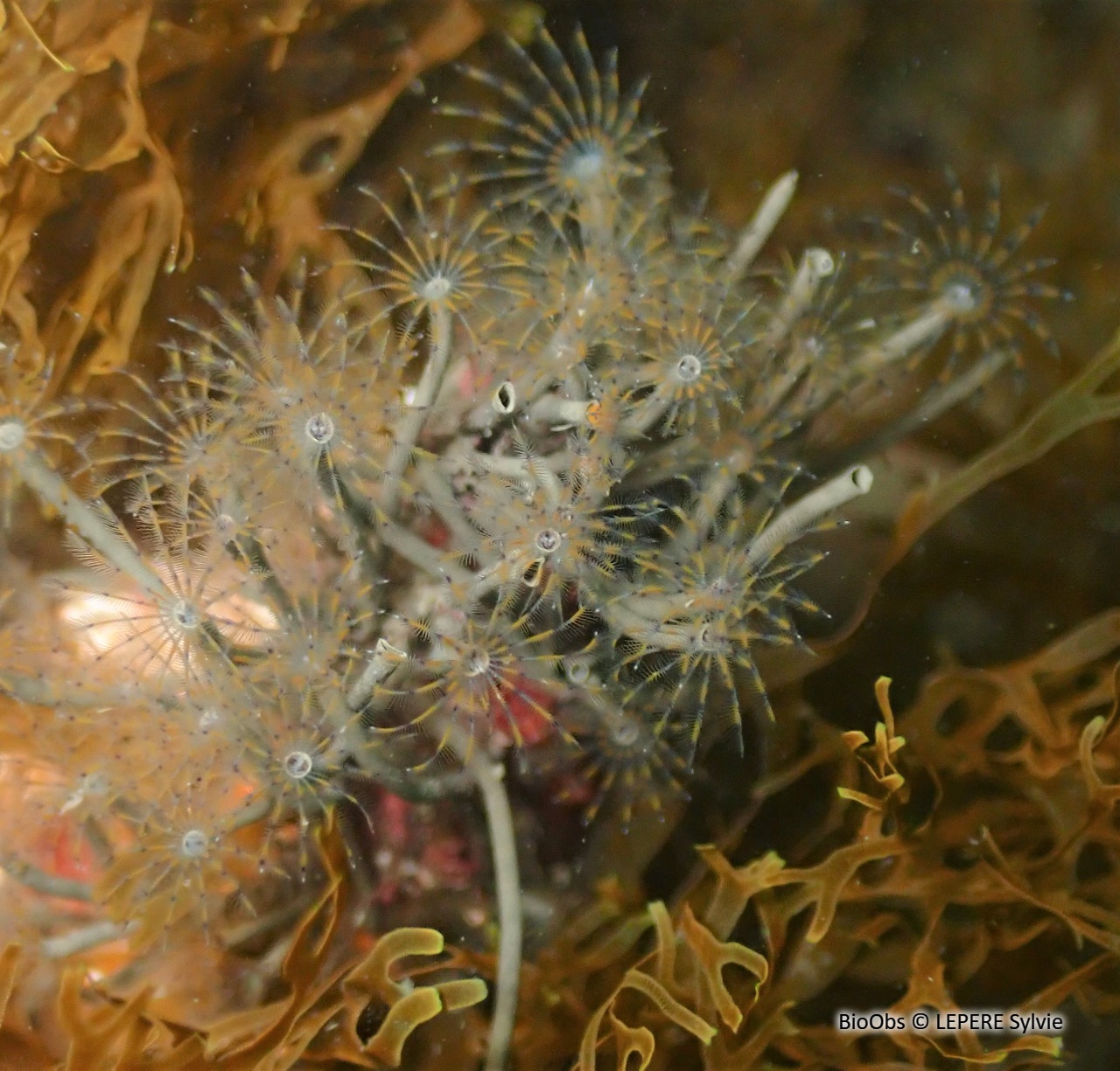 Petite sabelle - Sabella discifera - LEPERE Sylvie - BioObs